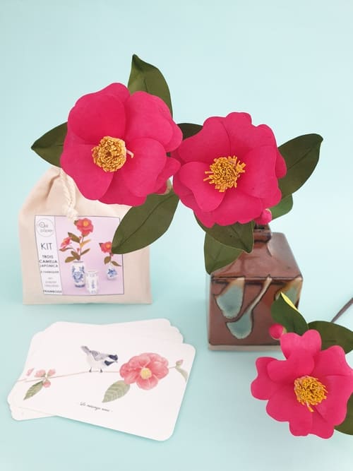 kit camelia japonica framboise